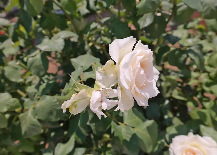 Maroussa Aparthotel 4*